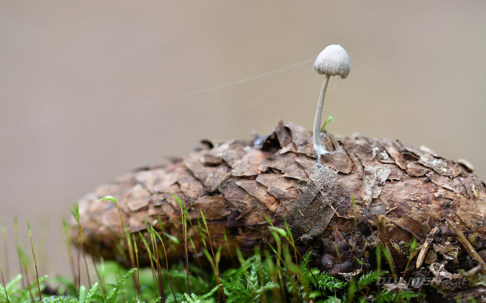 Mycena